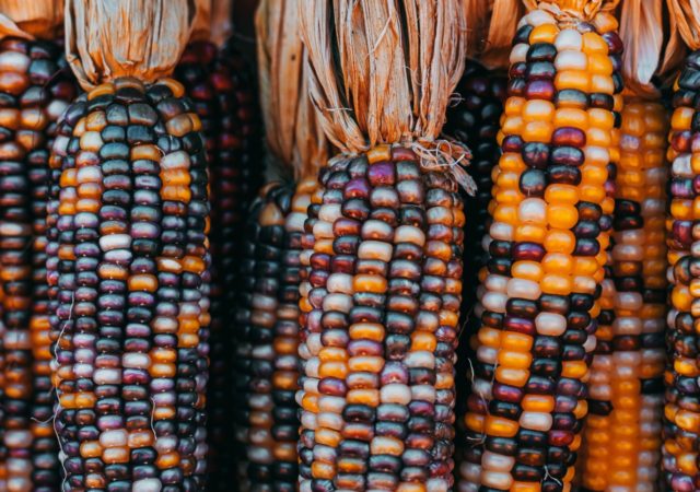 糖炒玉米粉蓝色,蓝色有机玉米公司工作来纪念墨西哥后裔而赋予Raramuri社区。
