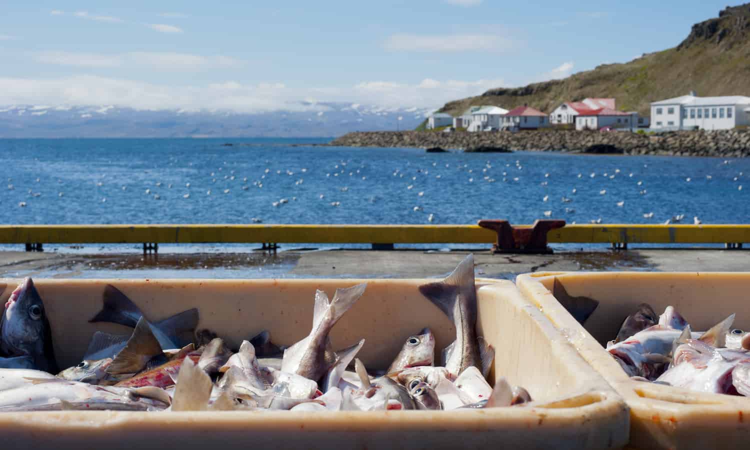 新设计的拖网渔民和科学家减少捕获百分之四十五的鳕鱼。
