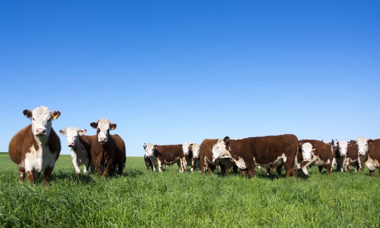 ASPCA农场动物福利认证指南帮助农民了解这三个最有意义的福利认证项目在美国