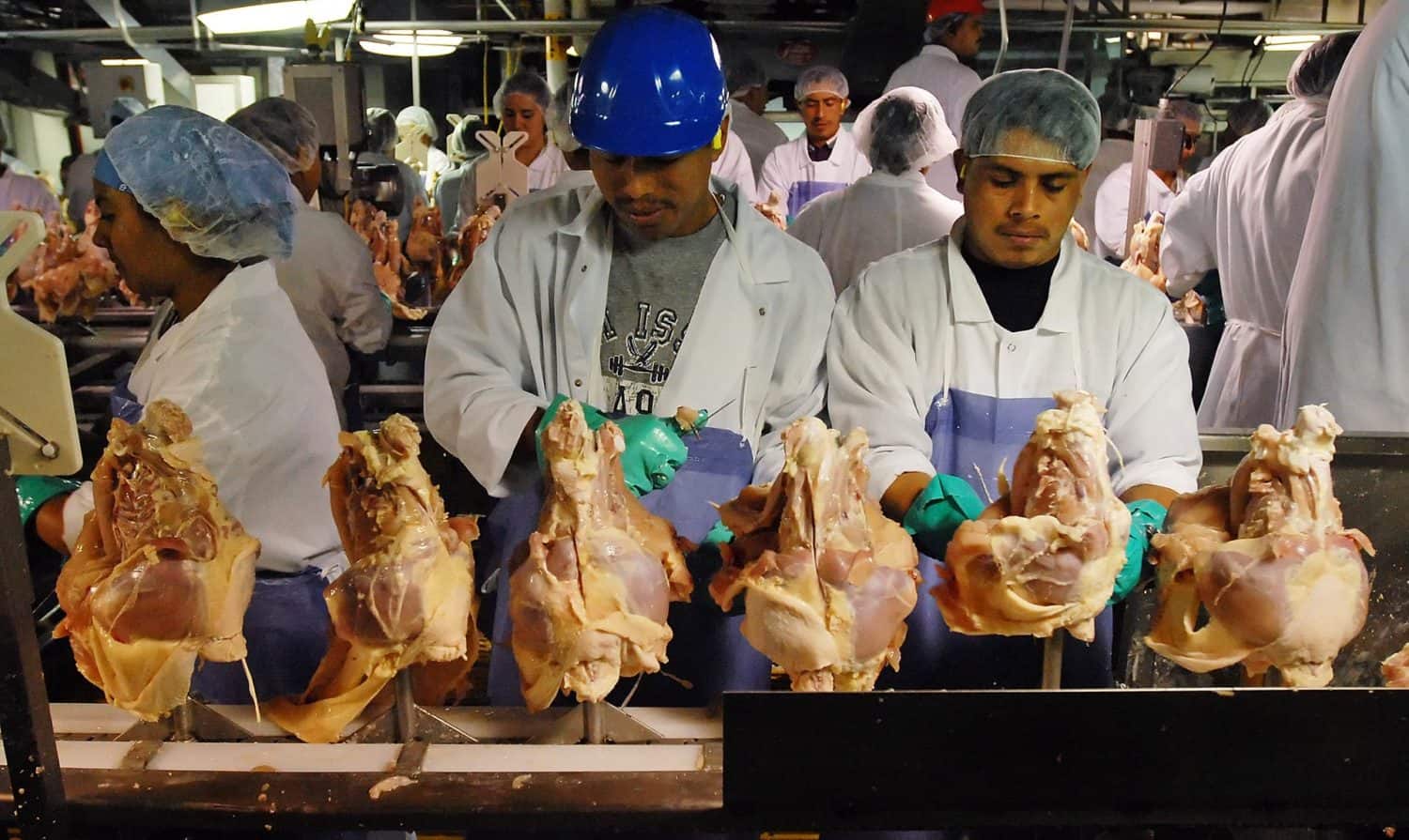 美国乐施会在2015年生活在直线上发表报道家禽工人选举权在不人道的和不公平的工作条件。