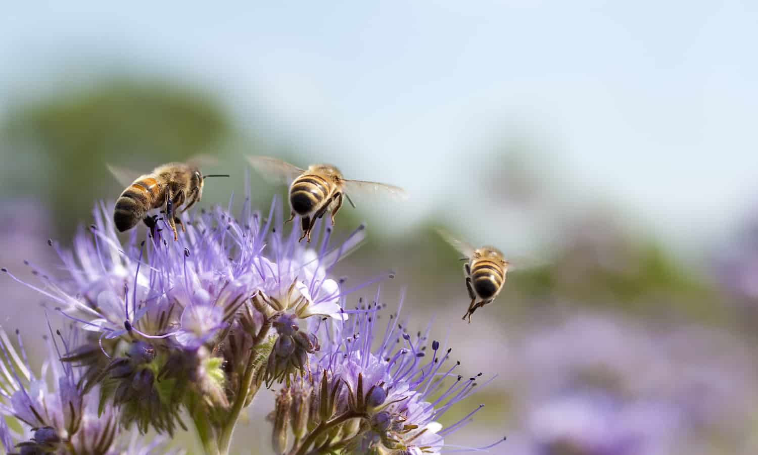 庆祝夏末烧烤启发和致力于蜜蜂。