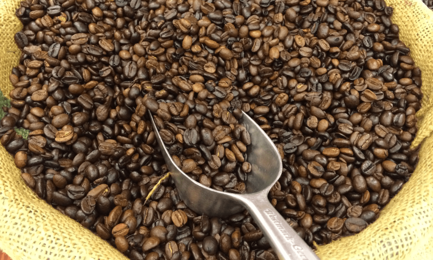 阿拉比卡咖啡,世界上最受欢迎的品种,可能是2080年在埃塞俄比亚由于气候变化而灭绝。