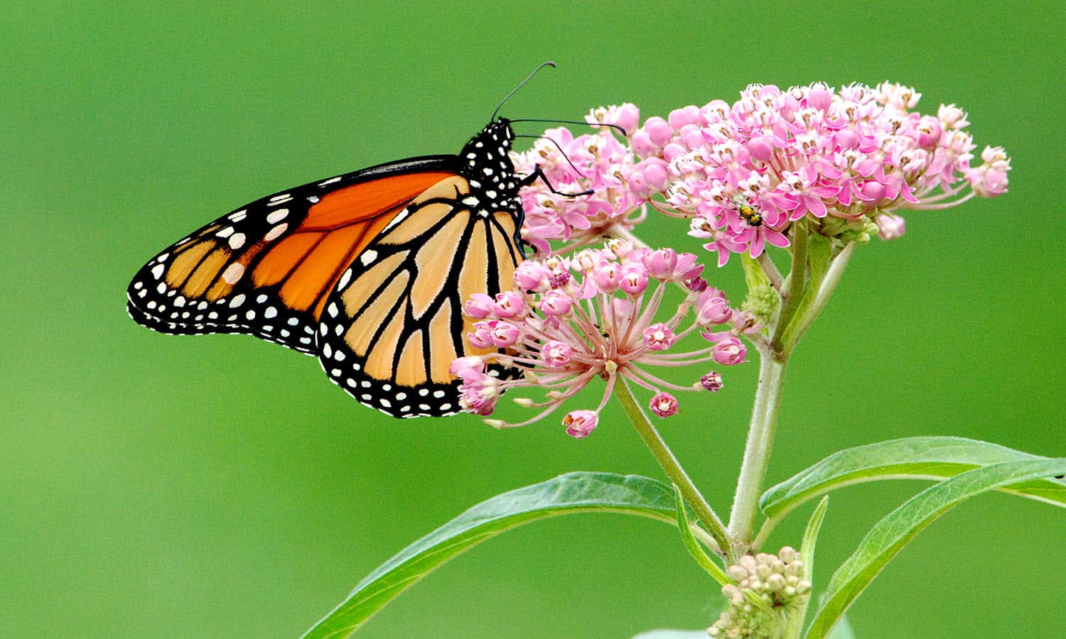 尽管国家授粉截至今年6月,支持黑脉金斑蝶在夏末和秋季依然重要。