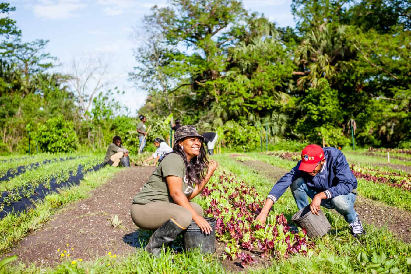 Dat青年农场成长促进青年领袖,食物公正和可持续性。