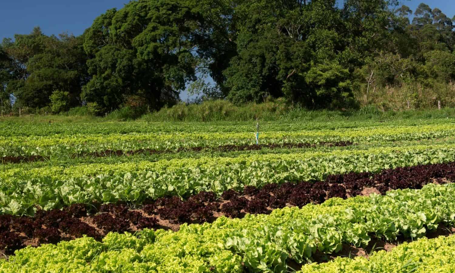 联合国追踪全球根除饥饿虽然努力,但组织使用农业生态学和再生农业应对营养不良