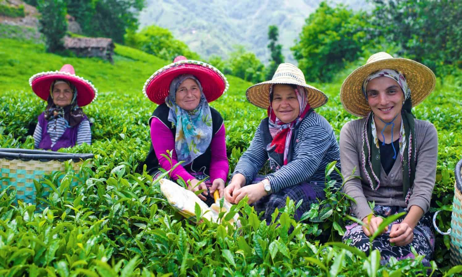 10月15日被联合国承认为国际农村妇女,一天来纪念世界各地的农村妇女。