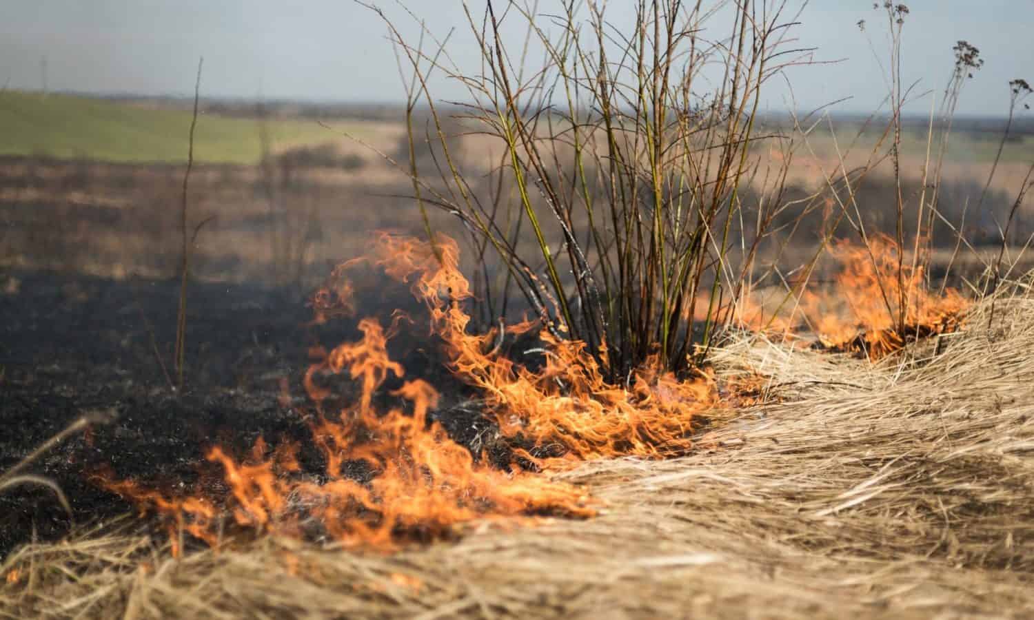 最近前所未有的野火在加州葡萄酒国家对农民带来了不确定性,劳动者和酿酒师。