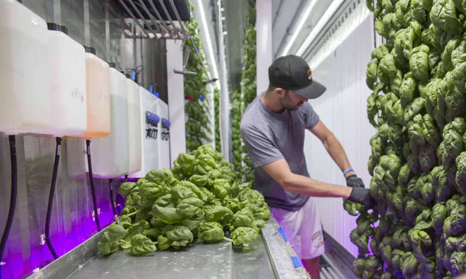 根,高科技室内农业加速器在布鲁克林的核心,提供新鲜的,可持续的生产一年十二个月。