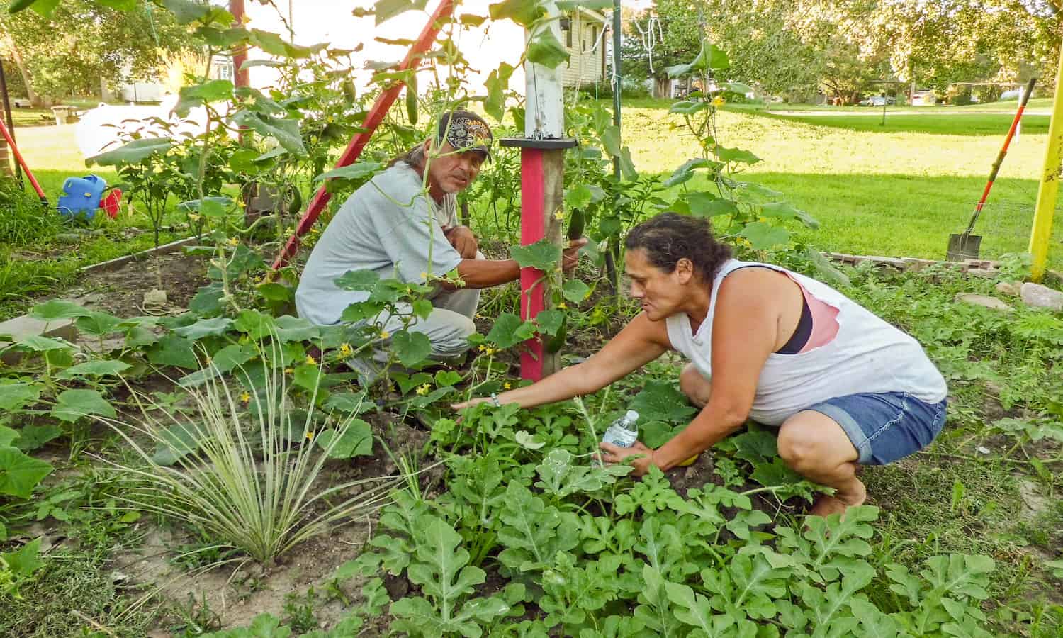 桑提人苏族社区希望振兴和加强传统的粮食和农业实践创建一个自给自足的食物系统。