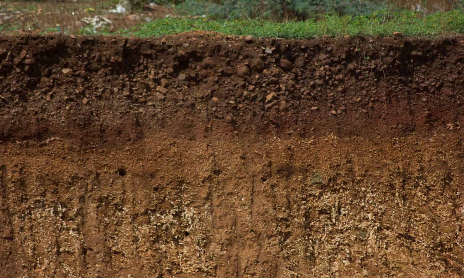 庆祝世界土壤日,食品罐是高亮显示的工作13土壤科学家来自世w88优德老虎机平台界各地推动可持续土地管理。