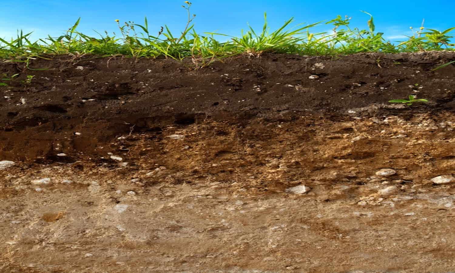 这些组织在各个层面上都采取行动，以确保土壤处于可持续发展的中心。