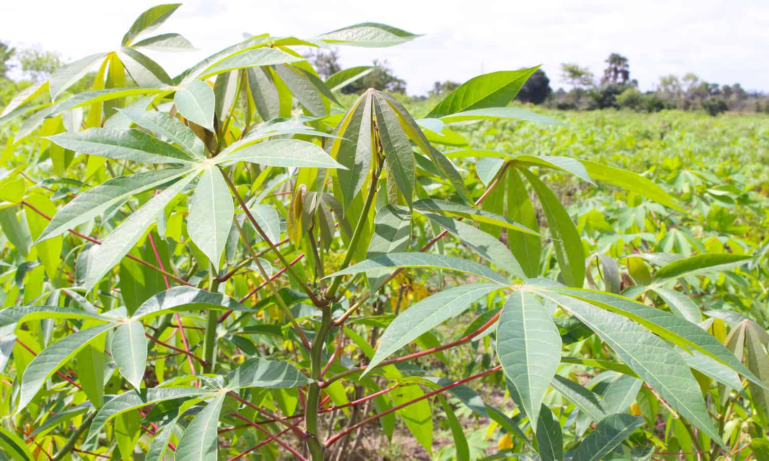CORAF对外联络部主任大卫•Akana描述了不同品种的木薯在科特迪瓦改善女性农民的生计。