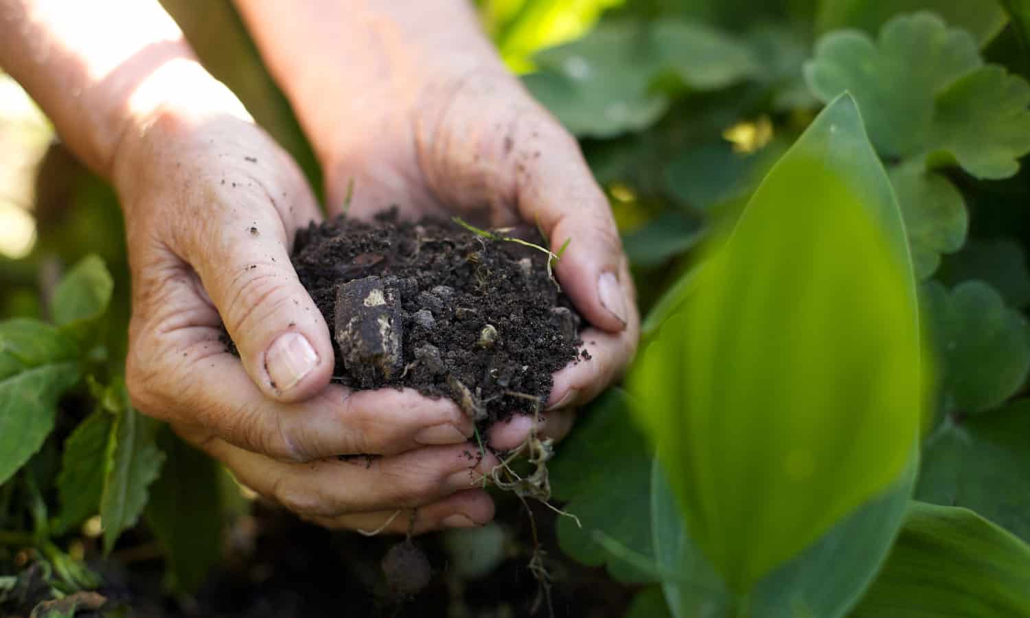 健康的土壤和再生农业是解决气候变化和人类健康问题。
