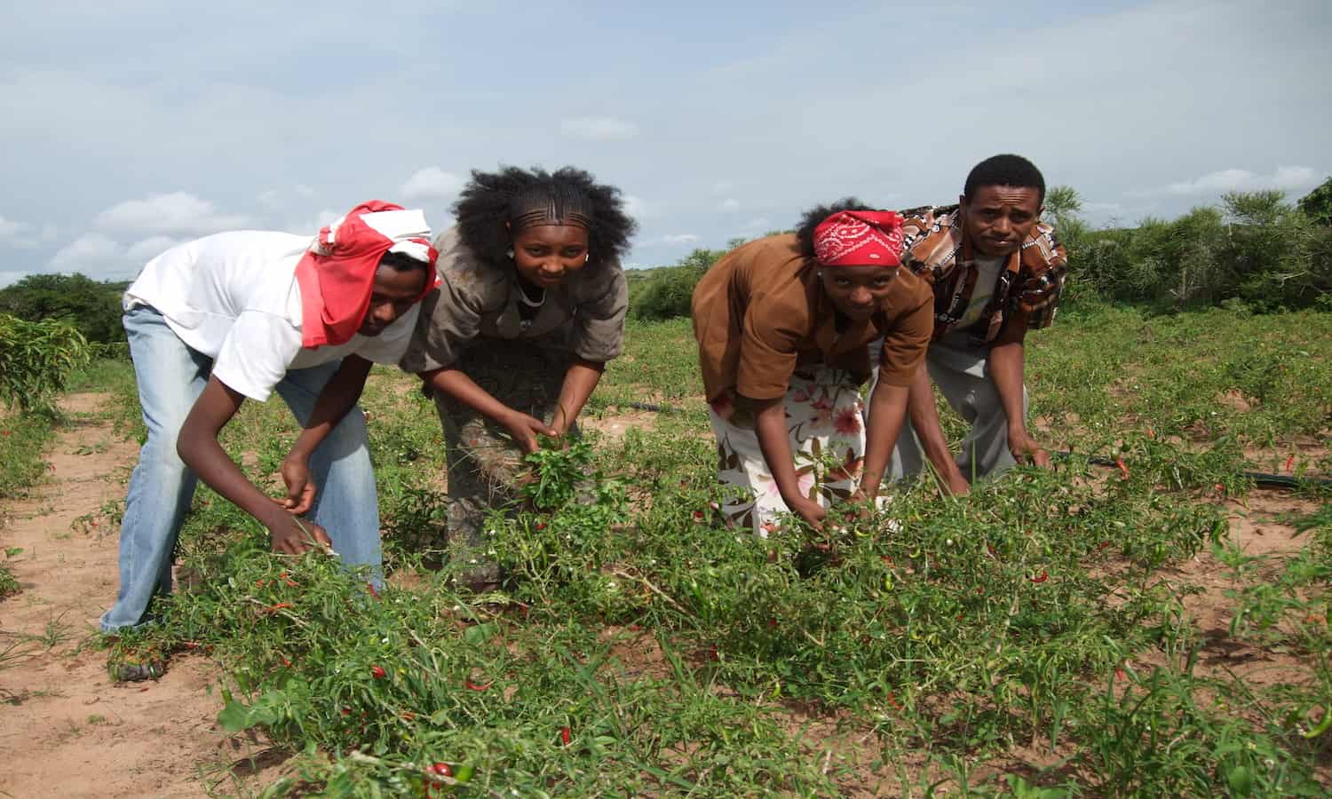 在小规模投资可持续农业是最有效的方法减少饥饿和贫困,根据一项新的报告。