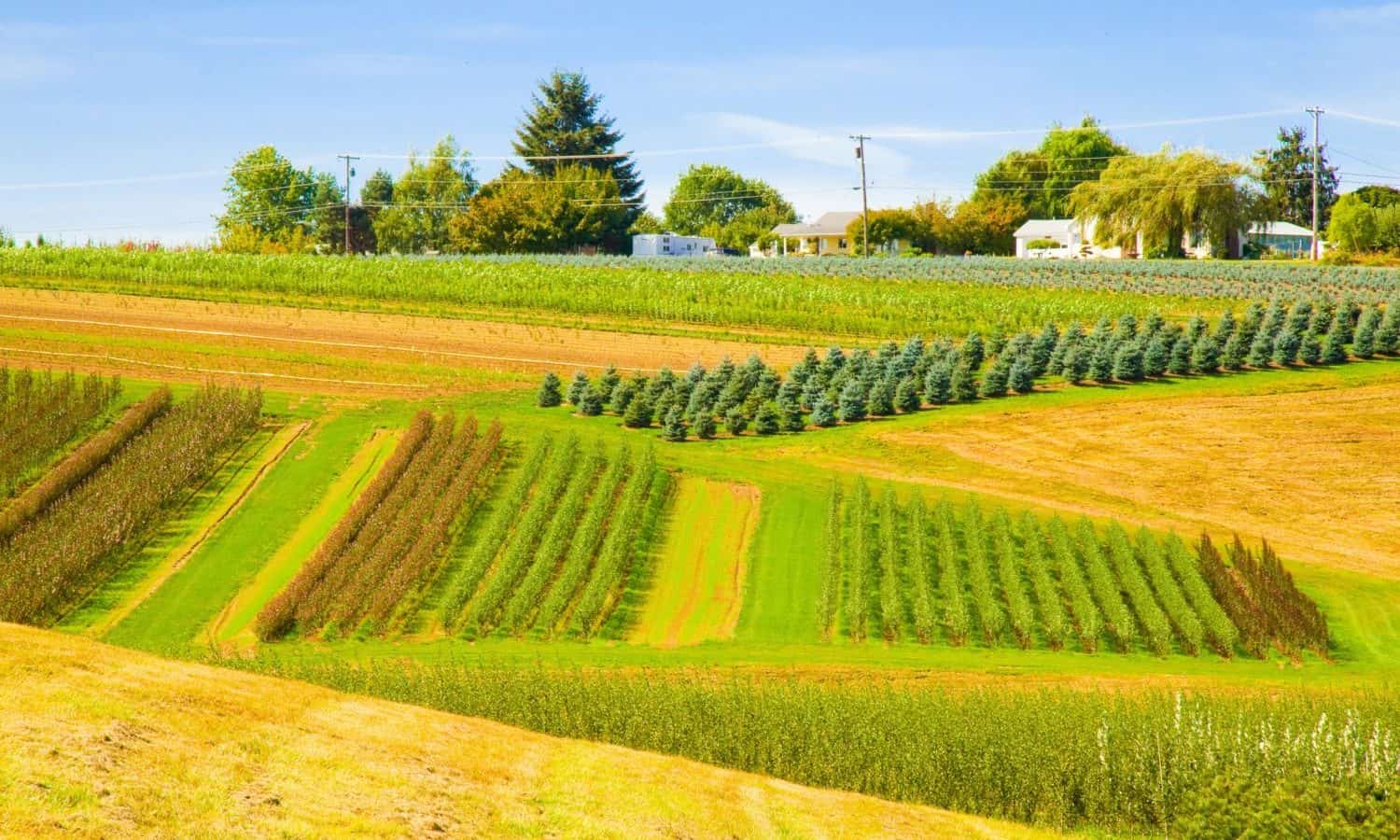 前财政部经济学家奥斯丁Frerick和国会候选人从爱荷华州,反对Monsanto-Bayer合并为了节省家庭农场。