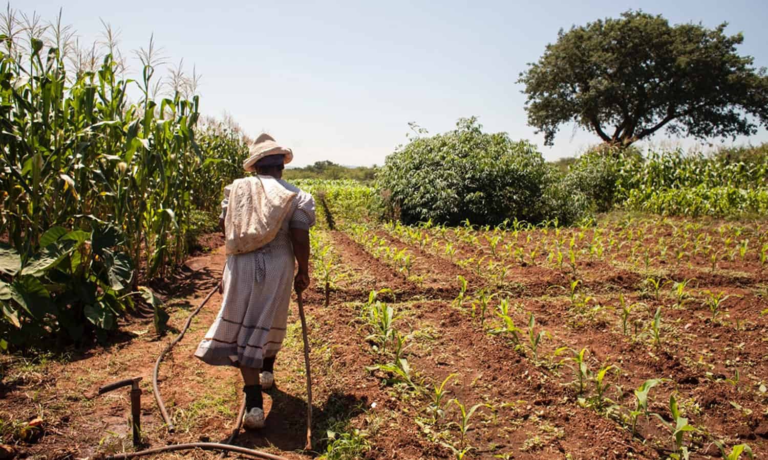 联合国粮农组织提供指导和资源下降粘虫出没的地区在非洲援助粮食安全。