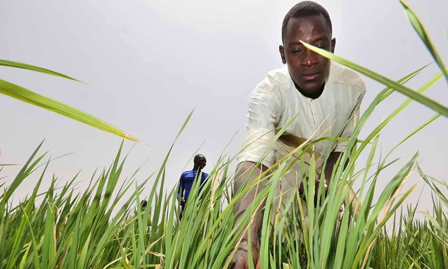 稻米强化系统”(SRI)是使农民更接近食物自给自足在50多个国家的帮助下CORAF之类的组织。