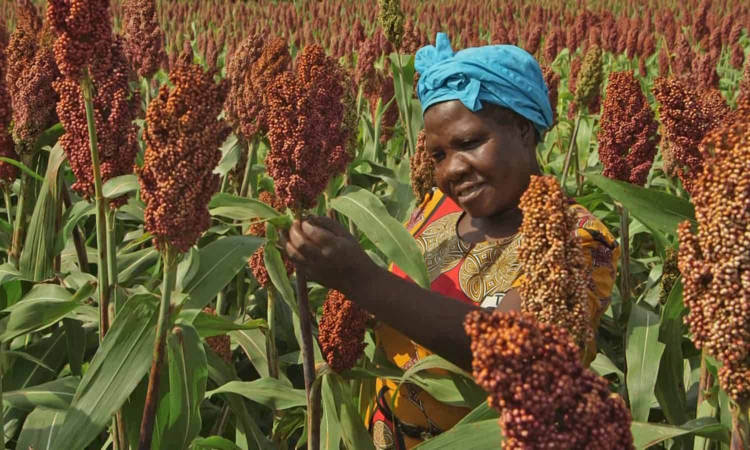 ICRISAT正在半干旱热带地区找到新的创新方法来重新占地小米和高粱，传统，营养和干旱友好的作物。