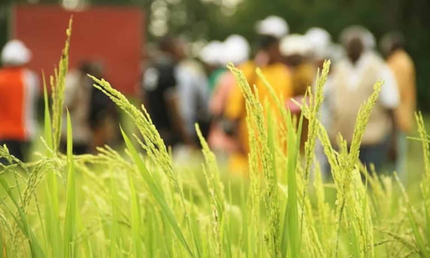 这是一篇有趣的文章如何稻米强化系统”(SRI)是帮助马里的农民应对气候变化。