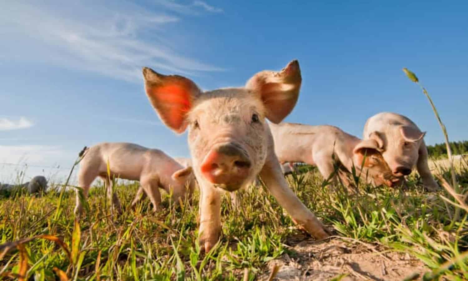 “吃的动物,”一个新的纪录片导演克里斯托弗·奎因,探讨了经济、环境、工厂化养殖和健康的影响及其深远的影响消费者,小农户和动物。