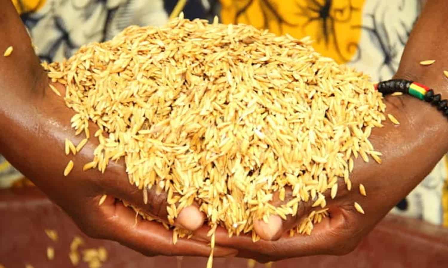 一份新报告揭示了西非水稻加工系统（SRI）的令人鼓舞的结果。