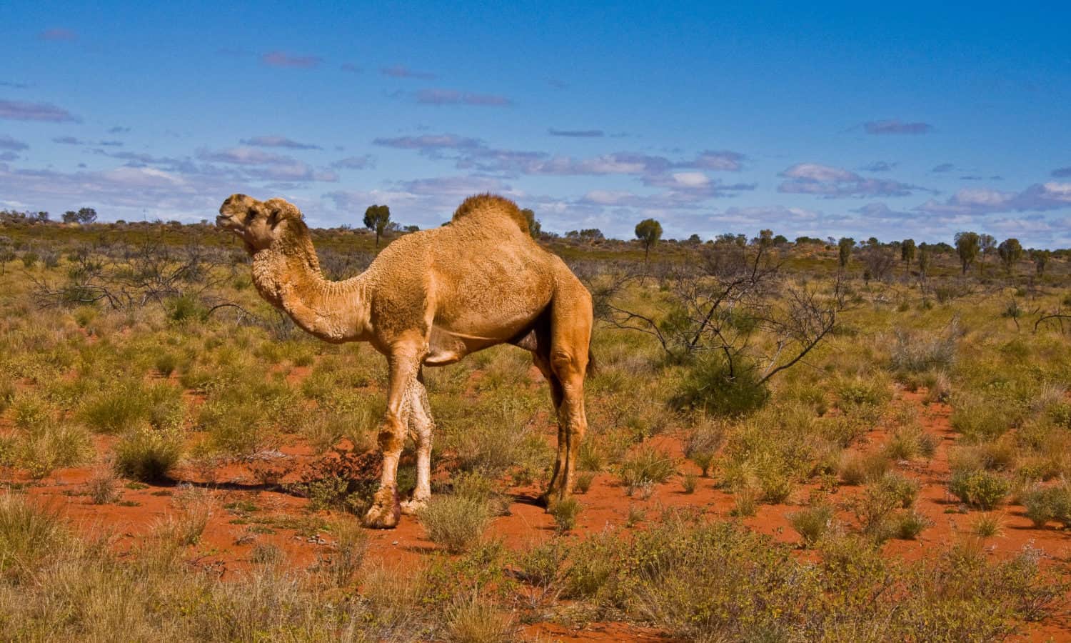 骆驼肉通过索马里侨民在美国消费者中越来越受欢迎，将北美，非洲甚至澳大利亚内陆的食品文化和经济联系起来。