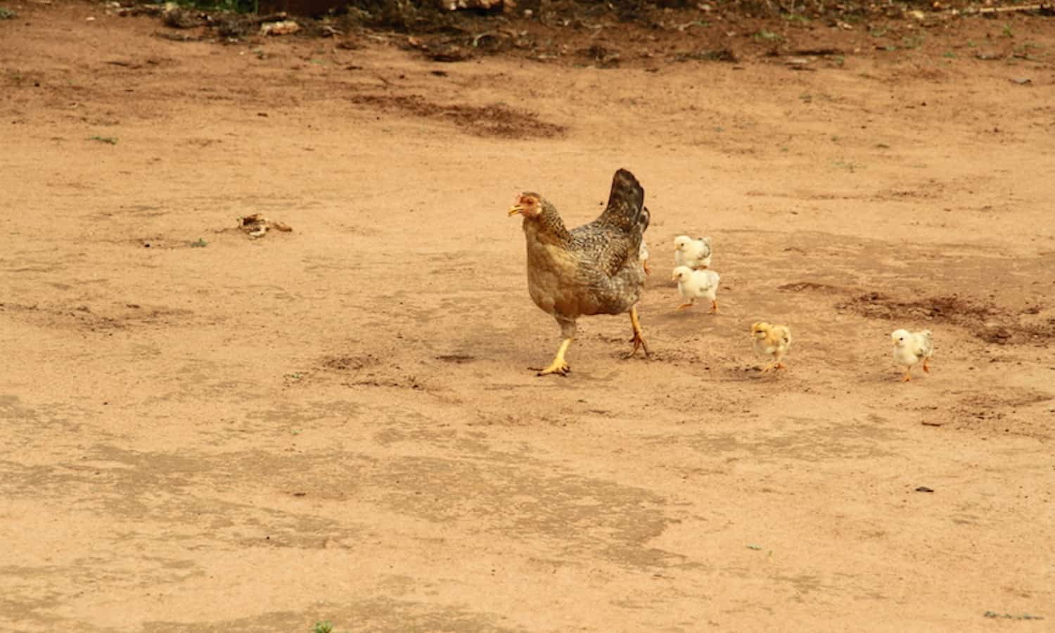 这两篇文章描述了饲养动物可以帮助改善Mali-particularly女性农民的收入在农民。