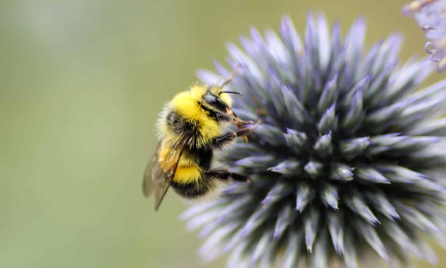蜜蜂在食品系统中起着至关重要的作用，作为各种农作物的授粉媒介，从草莓到杏仁。在过去的20年中，蜜蜂的种群越来越受到气候变化和工业农业的威胁。