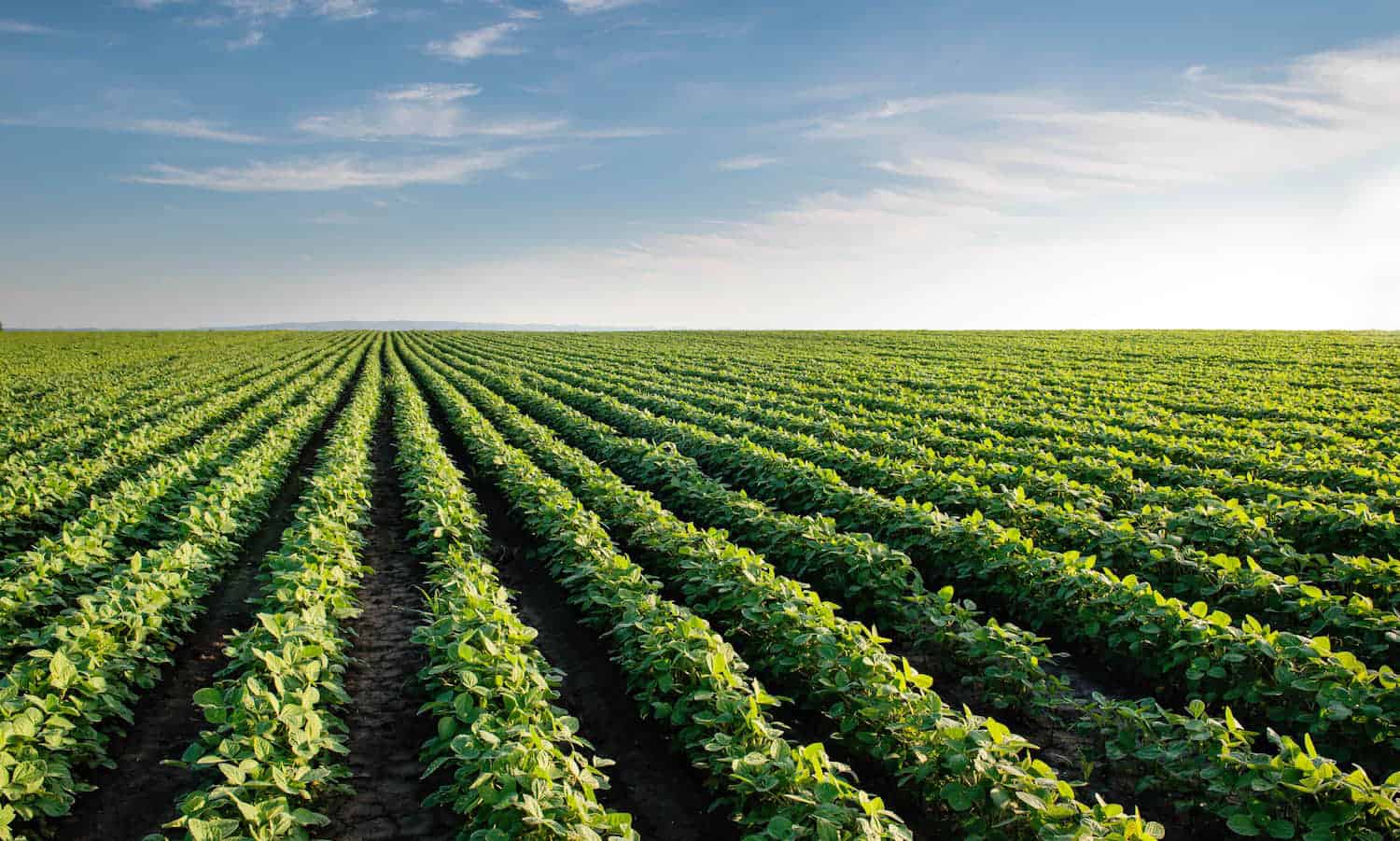 随着农业法案草案沿着很快,一些质疑新农业法案将有机农业和保护的成功或失败。
