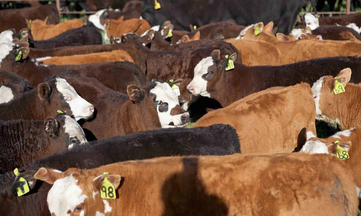 在严厉批判,50组织需求美国可持续牛肉圆桌会议重新开始返回他们的可持续发展计划。