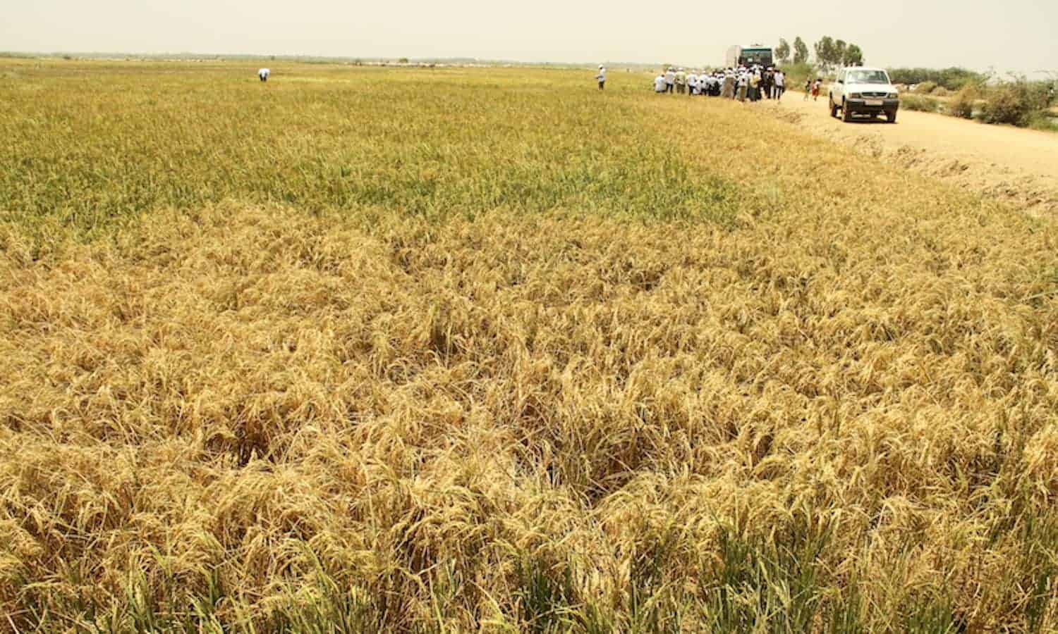 With regional recognition, CERAAS in Senegal plans to expand its efforts to adapt dry cereals to drought conditions throughout West and Central Africa.