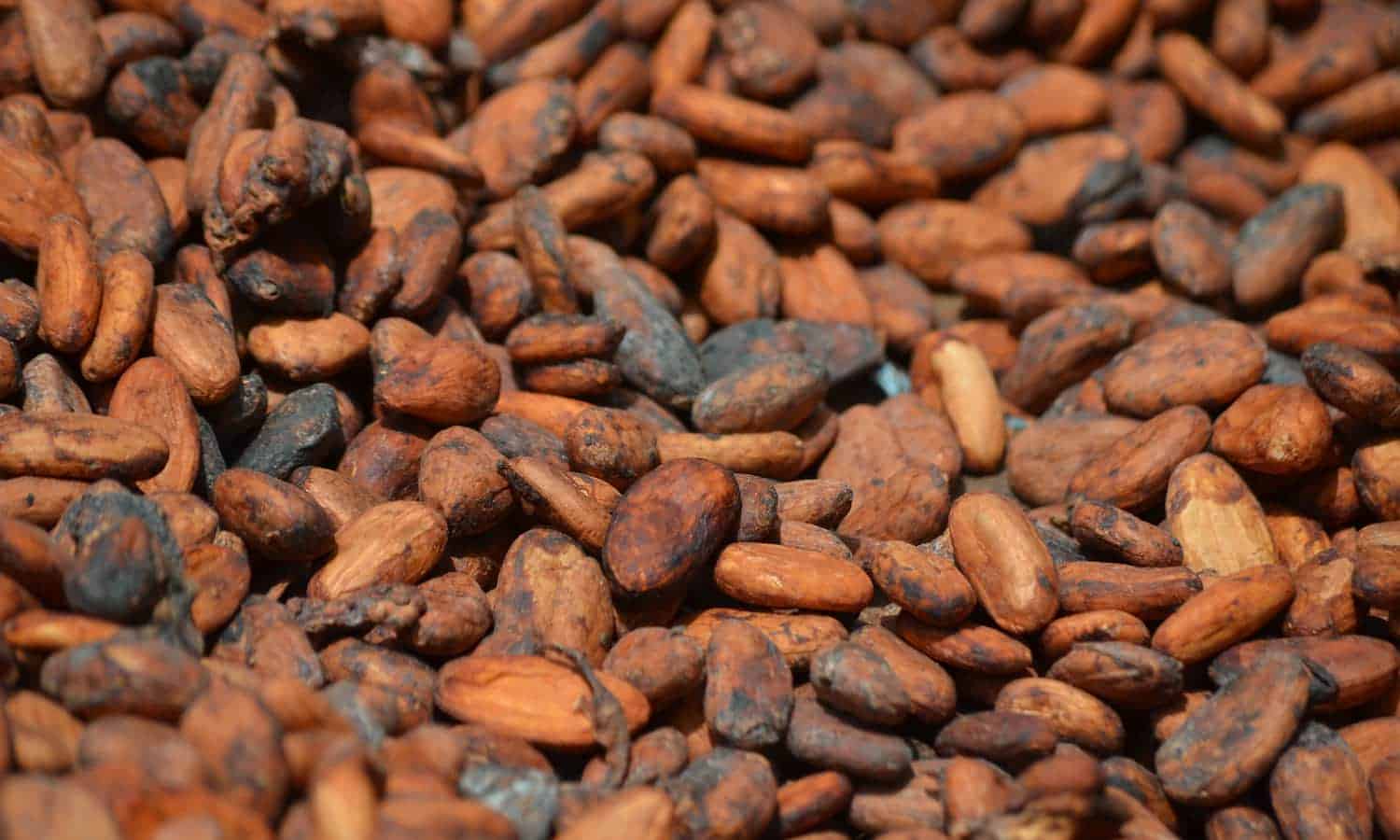 爱的劳动:加纳巧克力公司成型加纳的可可行业。