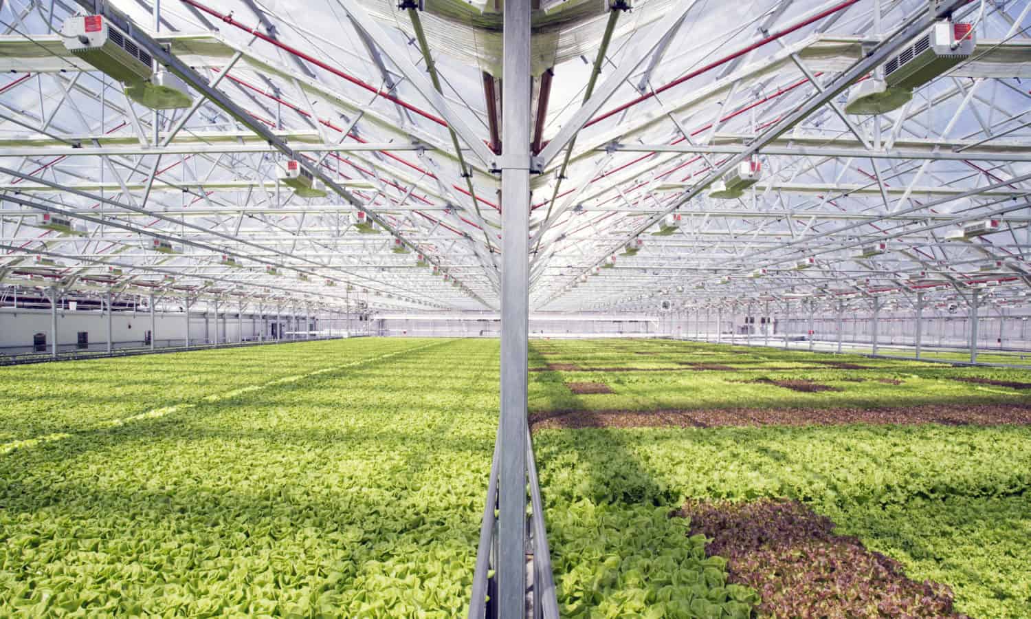 第一个商业Urban Greenhouse Gotham Greens即将来到巴尔的摩。新的100,000平方英尺的温室将为这座城市带来新鲜的果岭和新工作。
