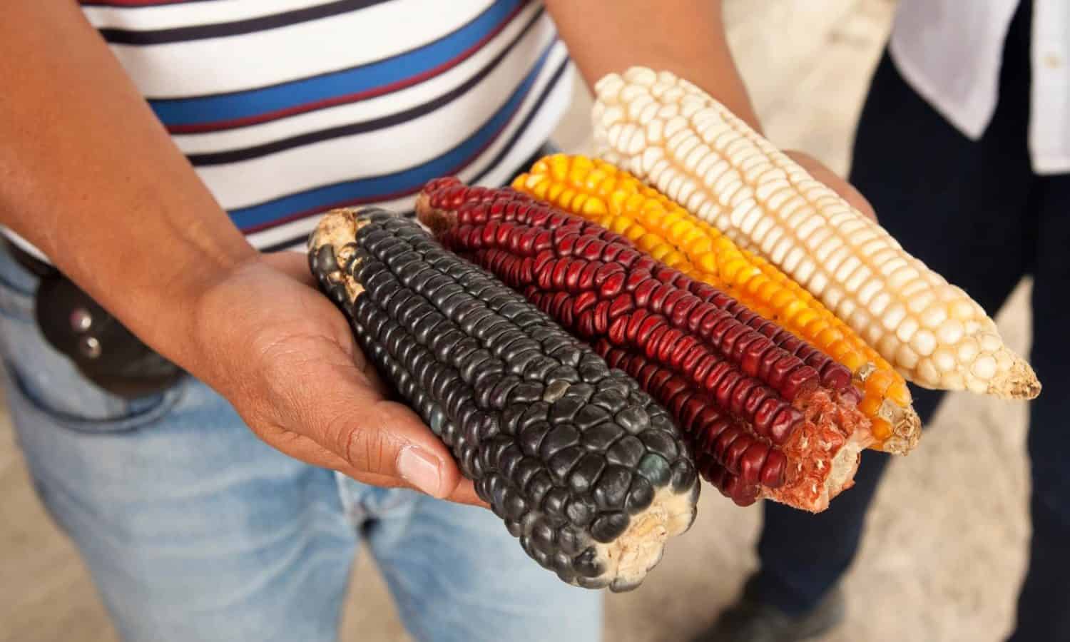 农民将动员农村墨西哥后,奥夫拉多尔的胜利与希望带来更多的可持续性农业实践。