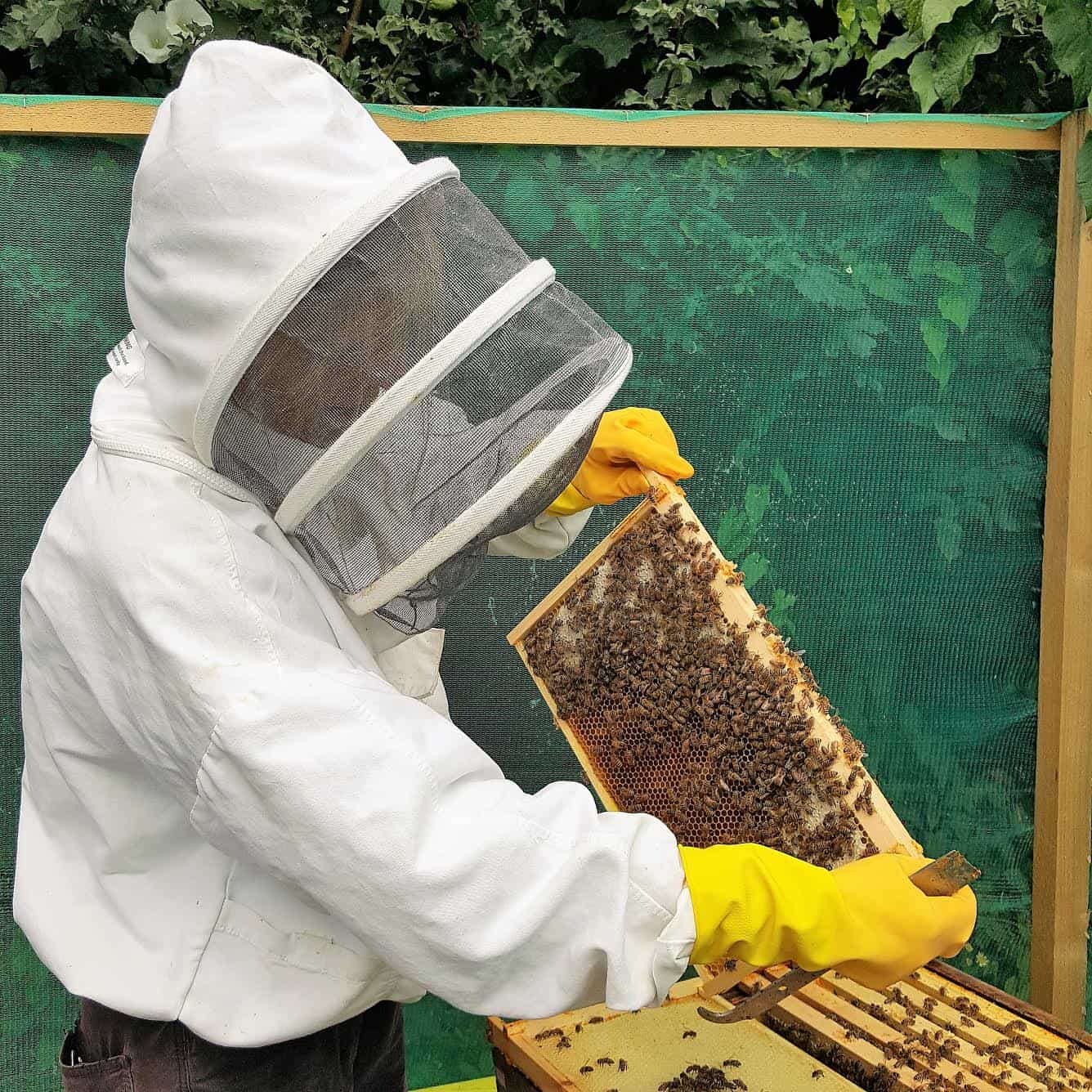 当地的养蜂人致力于生产蜂蜜