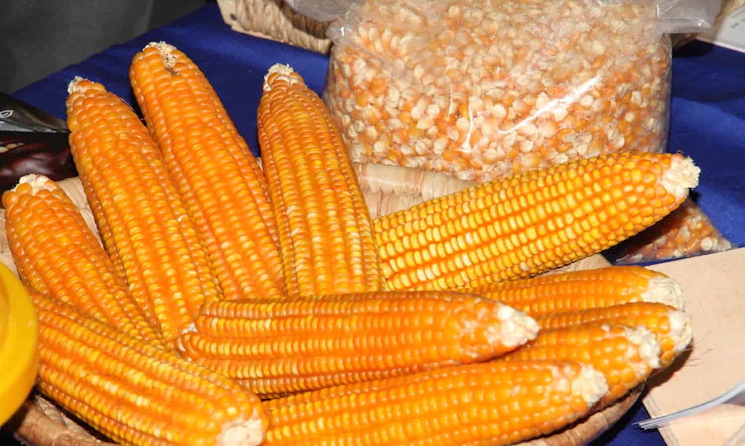 CORAF研究项目的重点农业部门发现对生产者的需求可以提高玉米产量。