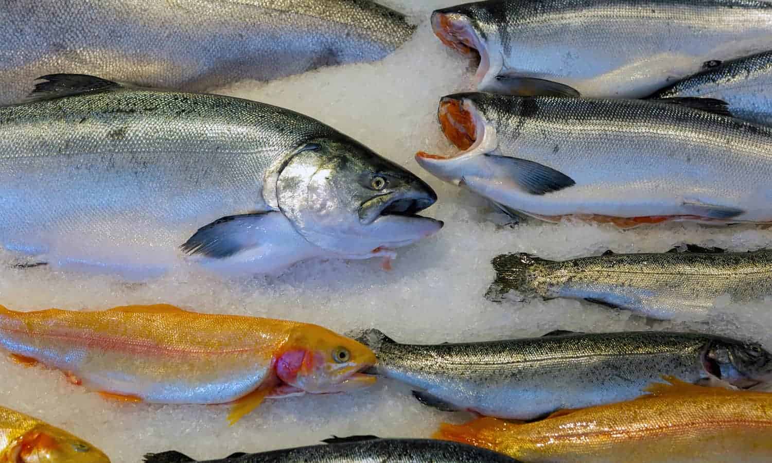 阿拉斯加海鲜产业能满足全球对鱼的需求但气候变化和过度捕捞的威胁到本地人们的食品供应。