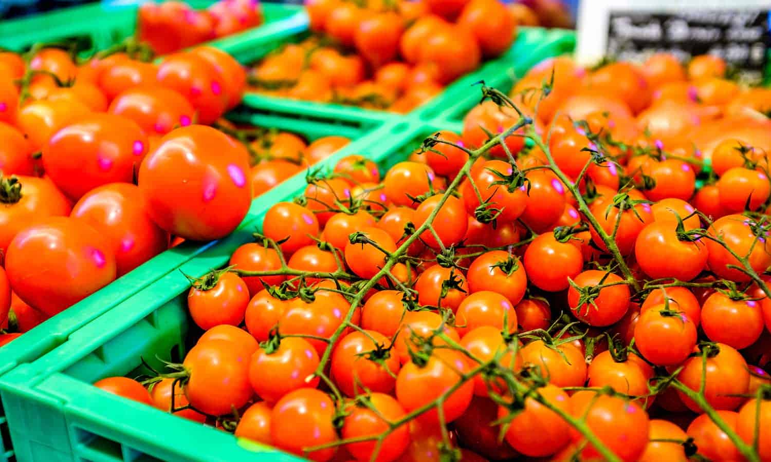 收益正在与地方政府和企业一起，以防止收获后损失，并改善使用西红柿的全球营养机会。