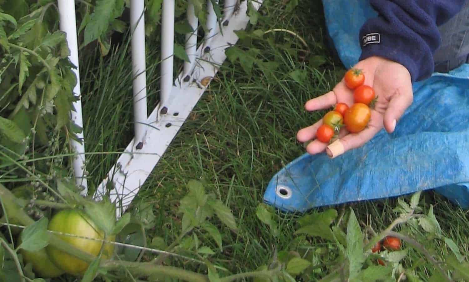 Mennonite中央委员会的安大略省土著邻居计划正在从种子开始培养社区。
