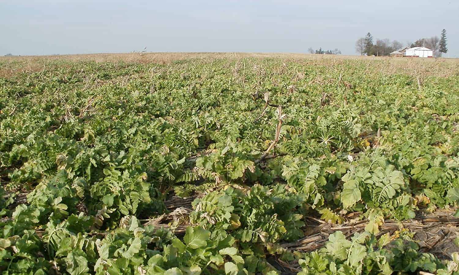 中西部的可持续发展的组织再次开始使用覆盖作物 - 这对全国的土壤和水健康意味着什么？