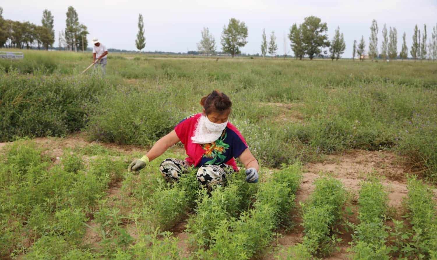 内蒙古农民re-harnessing紫花苜蓿为饲料,种子,和更好的生活。