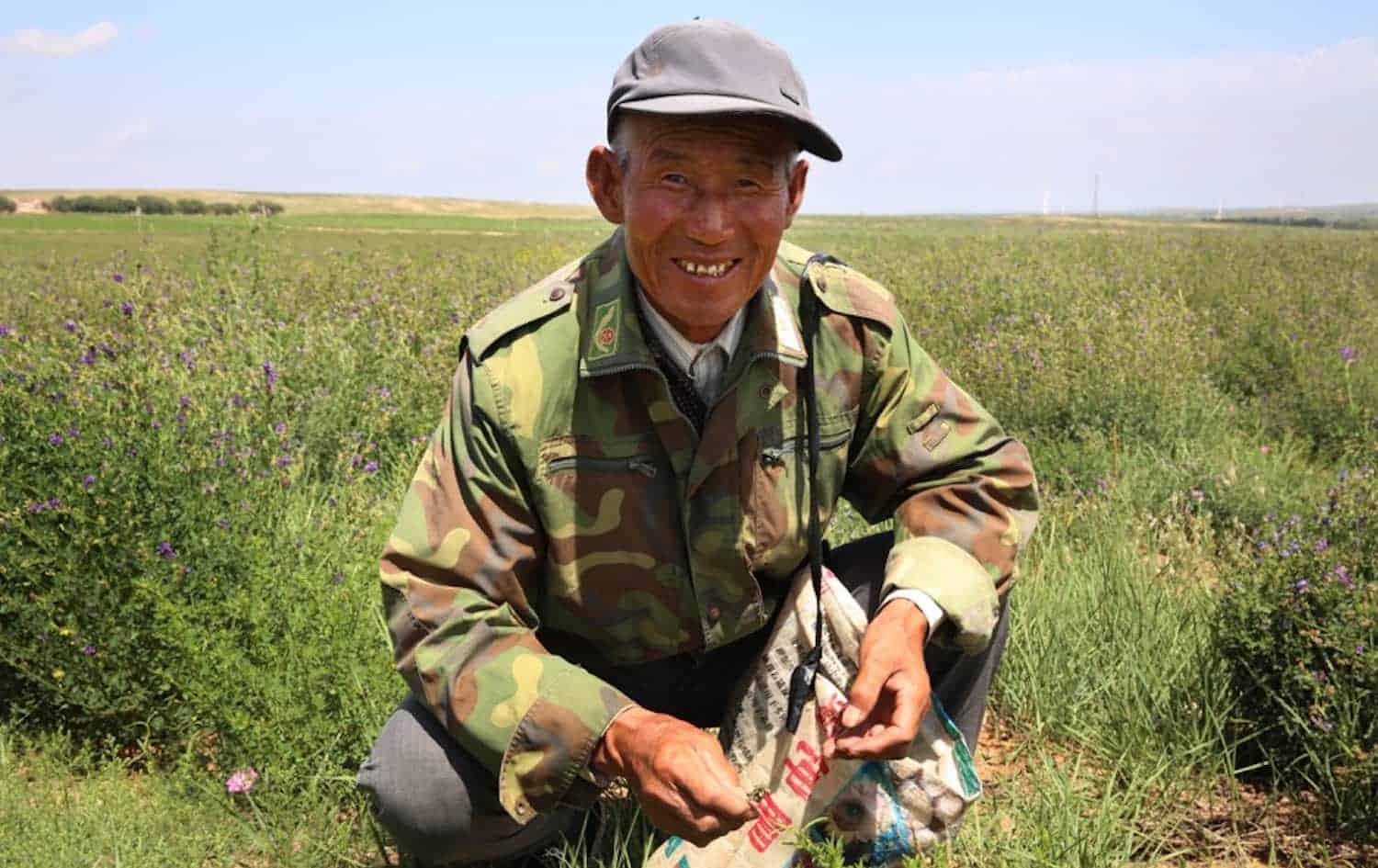 内蒙古农民re-harnessing紫花苜蓿为饲料,种子,和更好的生活。
