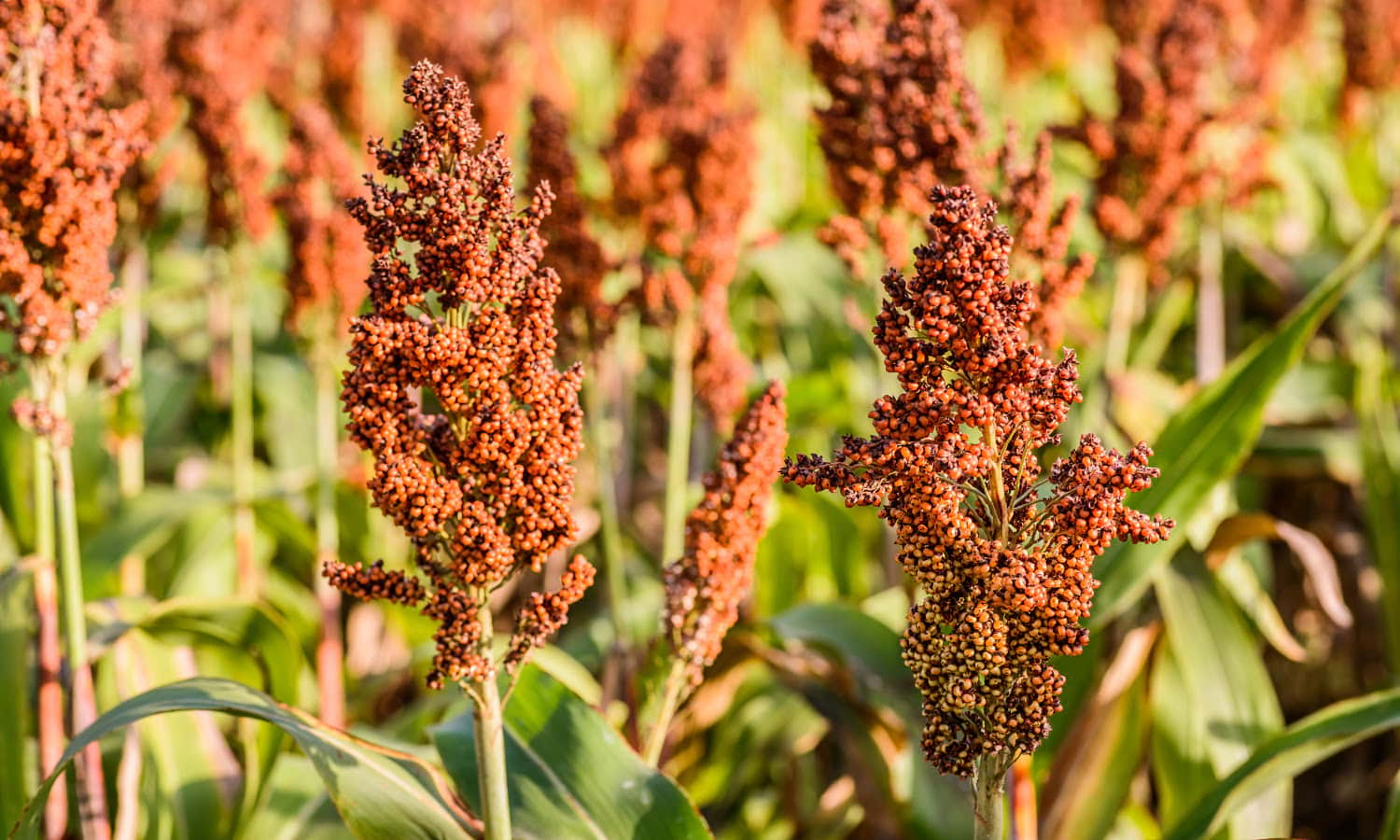 珍珠小米和高粱等气候硫化谷物可以帮助乍得的生存农民享有增加的作物产量和更好的自我弹性。