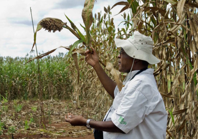 作物育种者使用创新技术与发展中国家的饥饿和营养不良的威胁。