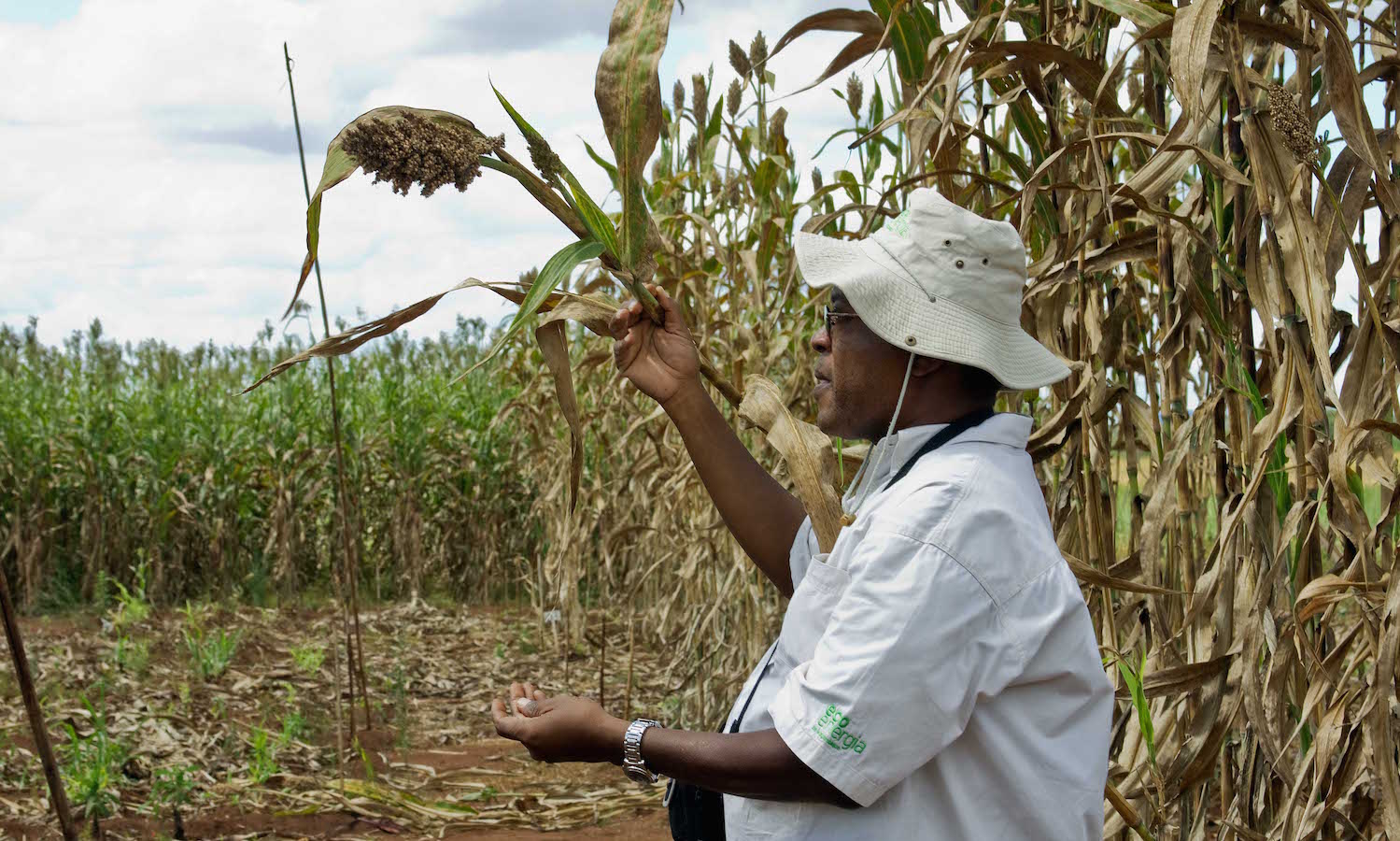 作物育种者使用创新技术与发展中国家的饥饿和营养不良的威胁。