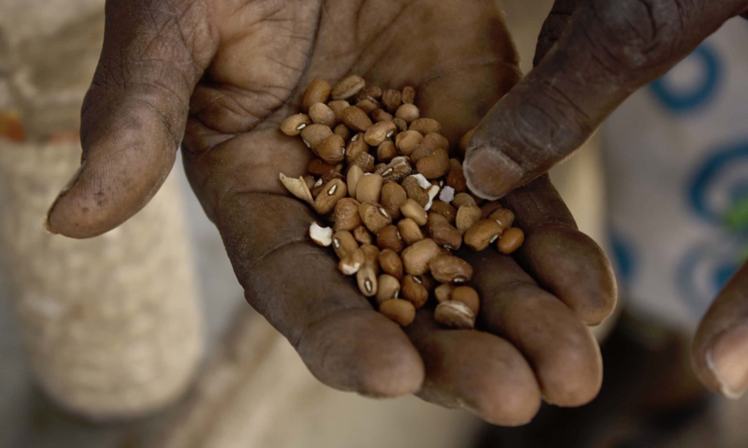 西非的作物多样性受到种子法律的困扰。