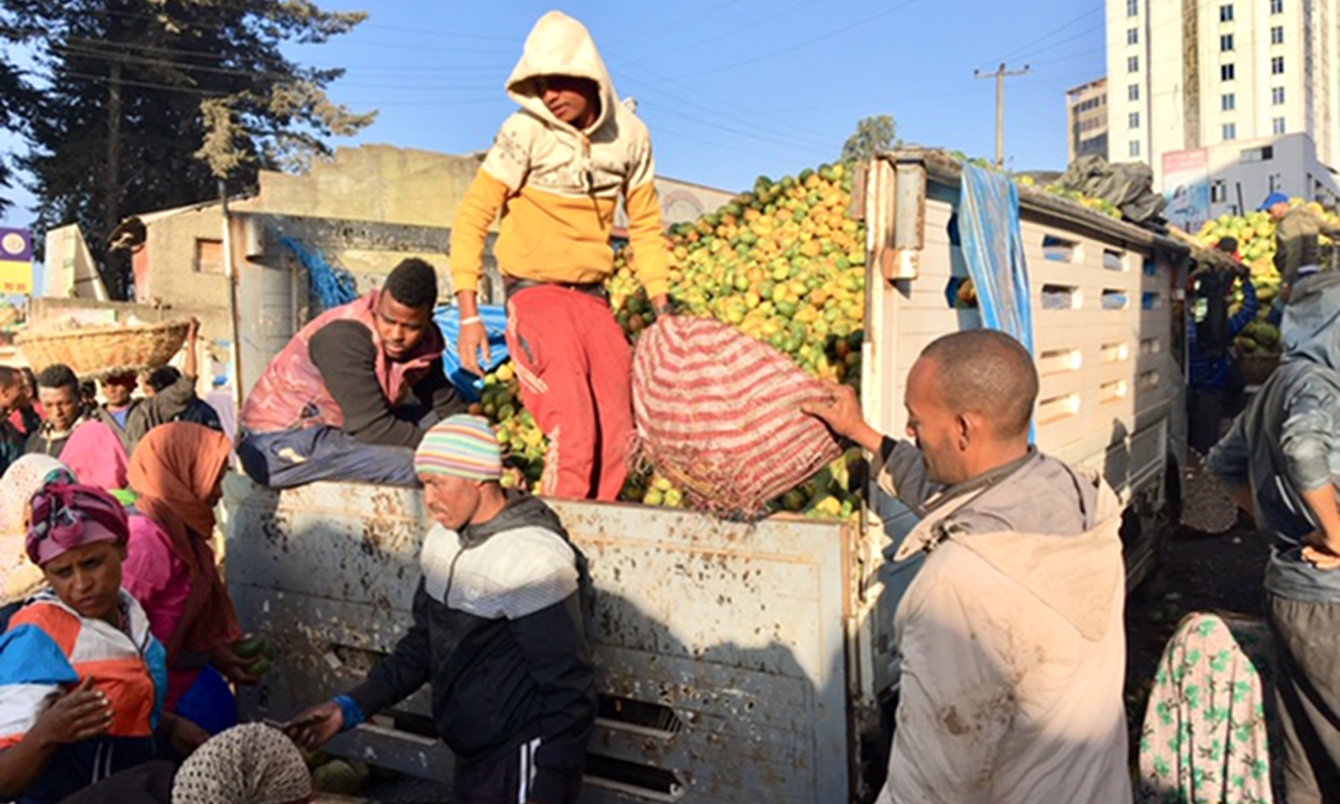 食品冷藏在埃塞俄比亚是主要用于出口,而不是喂养自己的(照片由佩顿弗莱明)