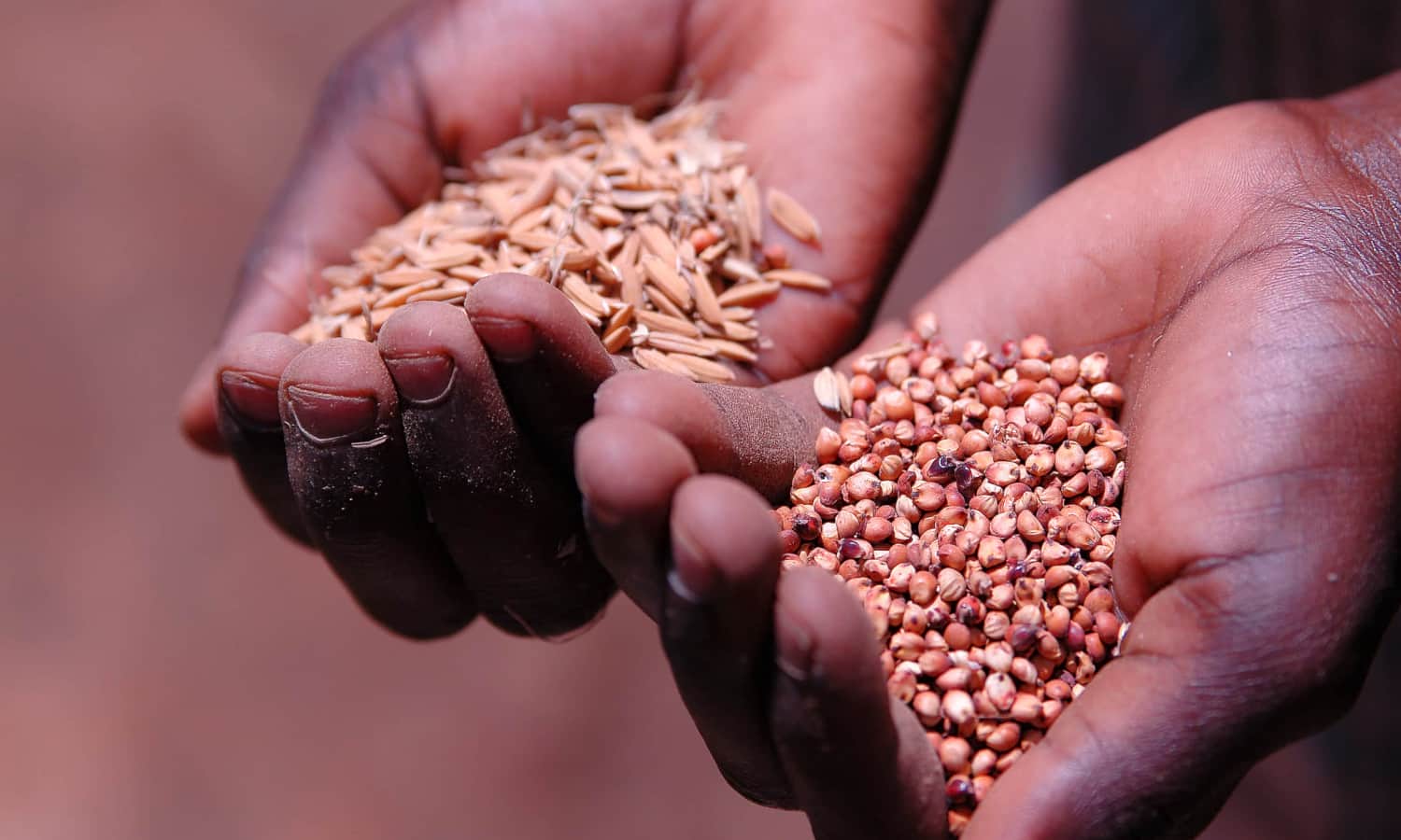耐旱作物提供营养和对农民的收入可能会给该地区带来更多的粮食安全。摩西Siambi博士从国际半干旱热带研究所解释了依赖单一、水密集型作物干旱时期可能会有风险。