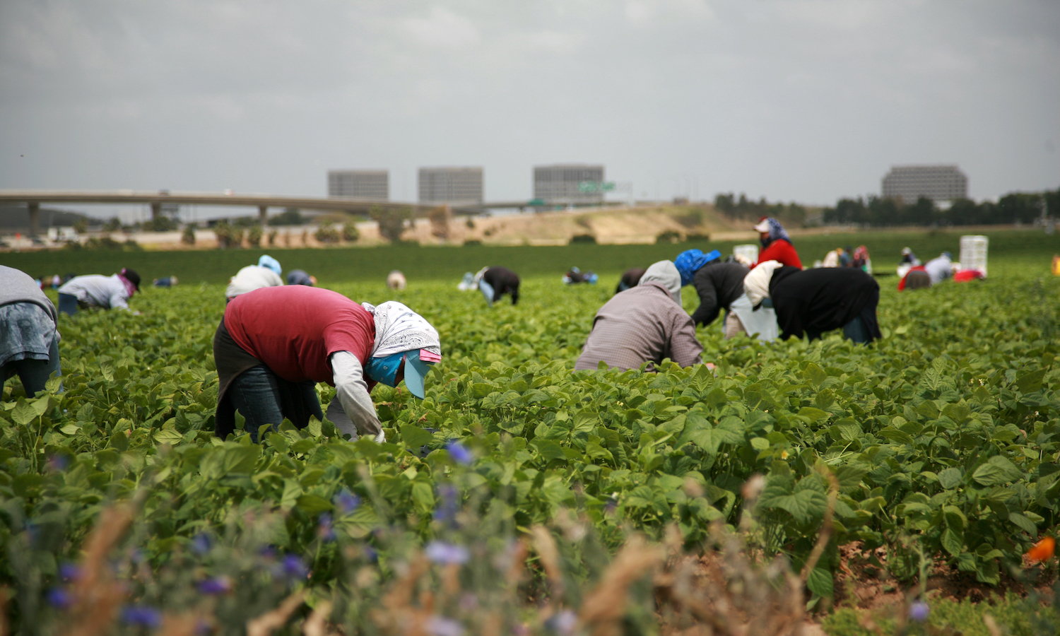 非法农场工人有一个通往公民身份的重新引入农业工人计划行动。