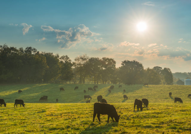 提高草喂牛肉需要可持续的和传统的耕作方法。克雷格Corin找到平衡的方法对他在爱荷华州的750英亩的农场。